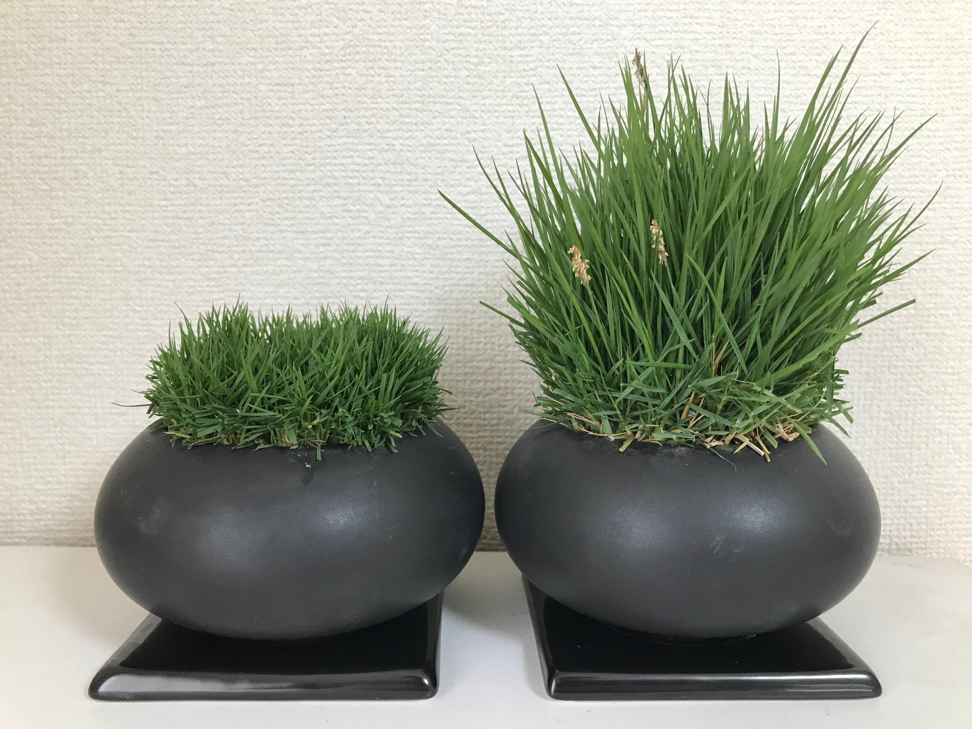 左ナルオターフ、右従来品種(姫高麗芝)_1年育成