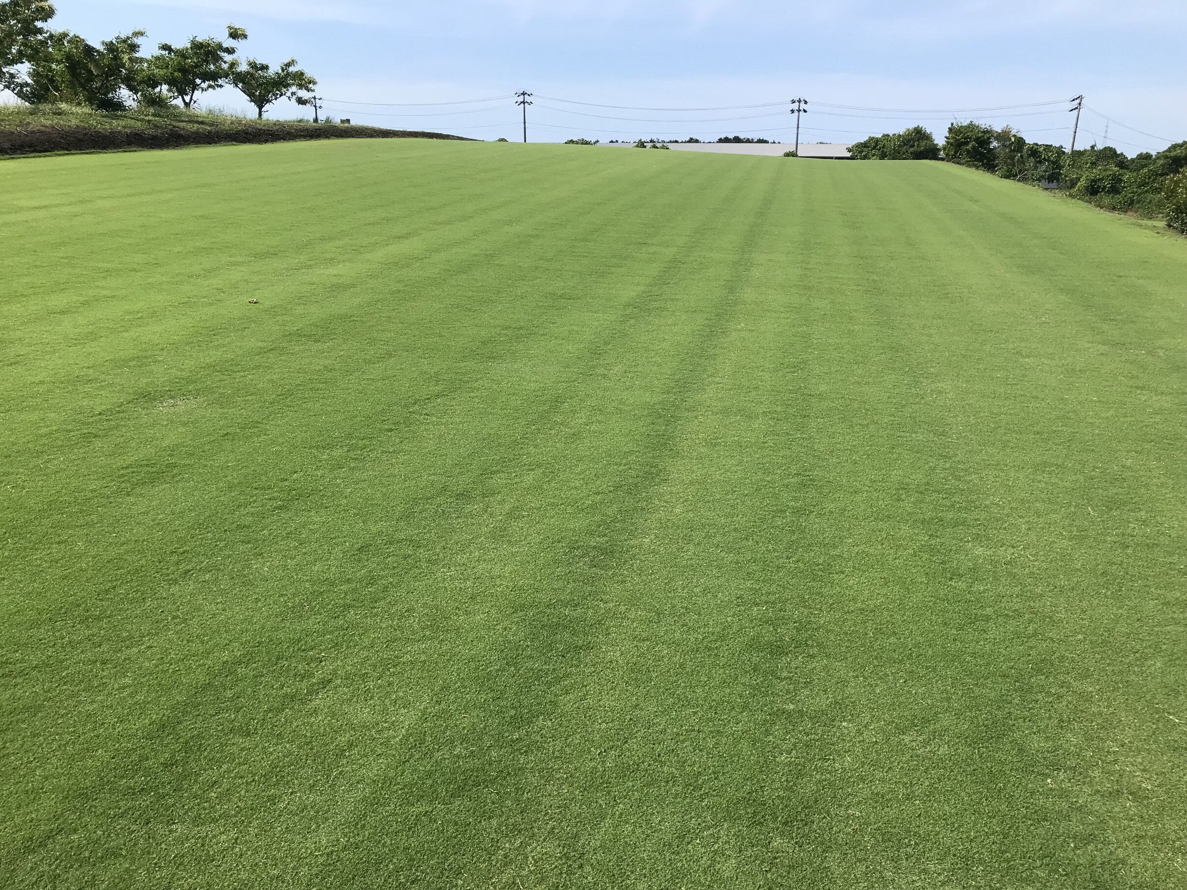  Menicon starts the deployment of greening with the next-generation Japanese lawn grass “Naruoturf®”- Creation of sustainable greenery -