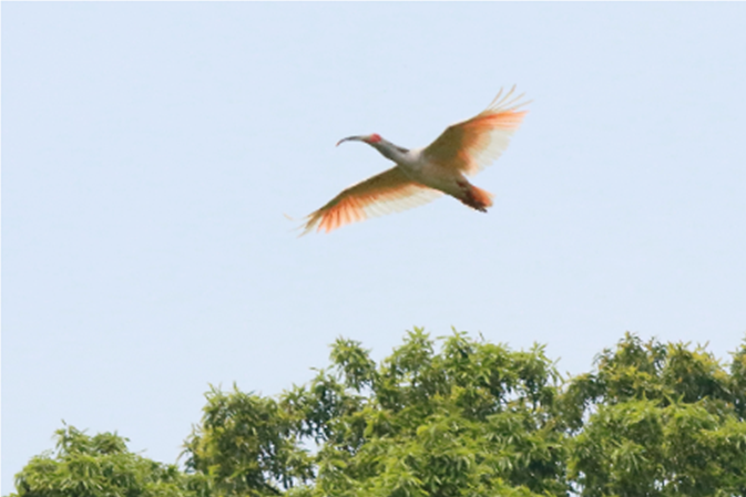  Menicon to support the protection of Japanese crested ibis habitats for the 16th consecutive year through its rice farming business